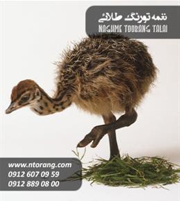 جوجه شتر مرغ 20 روزه